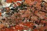 Polished, Petrified Wood (Araucarioxylon) - Red and Black #176985-2